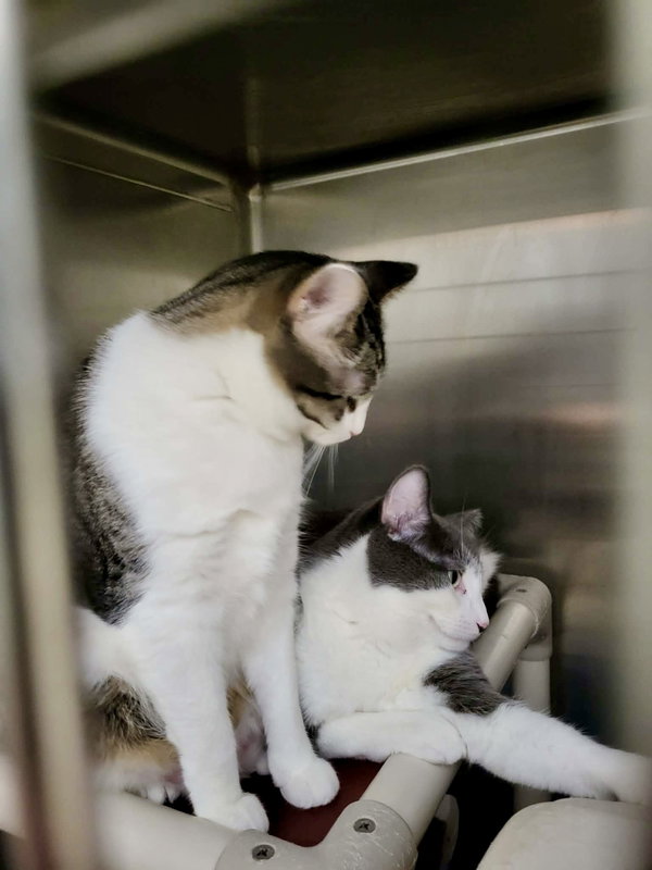 Furby (Bonded w/Emmett)