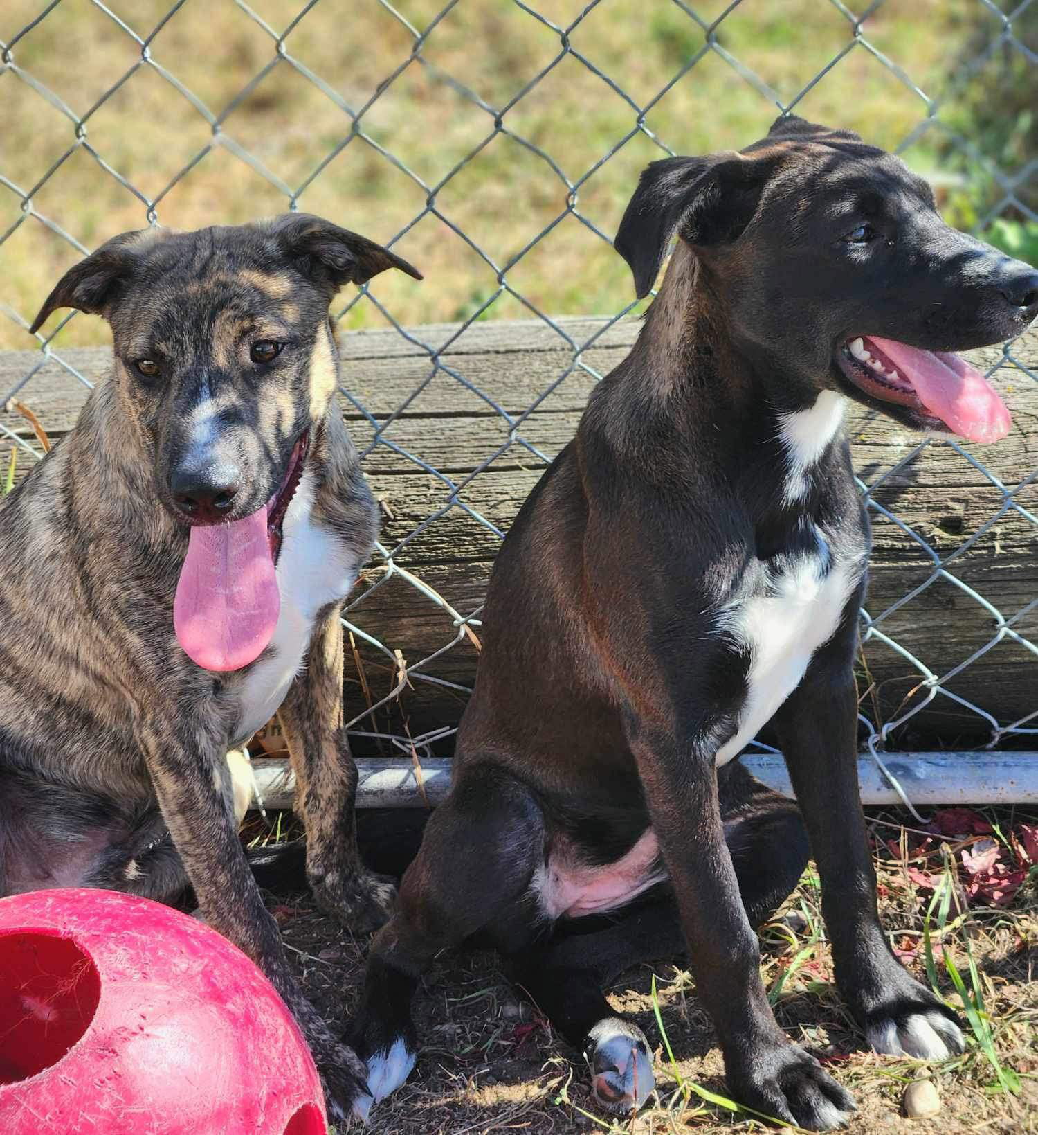 Dog For Adoption - Hank, A Pit Bull Terrier In Perham, Mn 