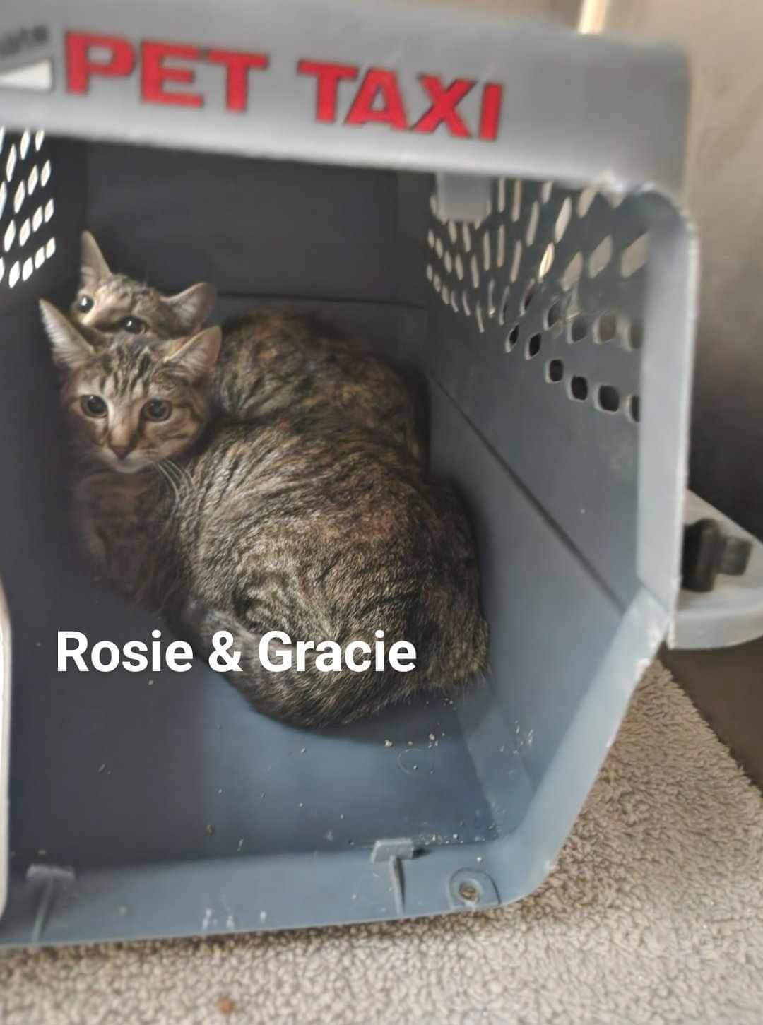 adoptable Cat in Detroit Lakes, MN named Gracie