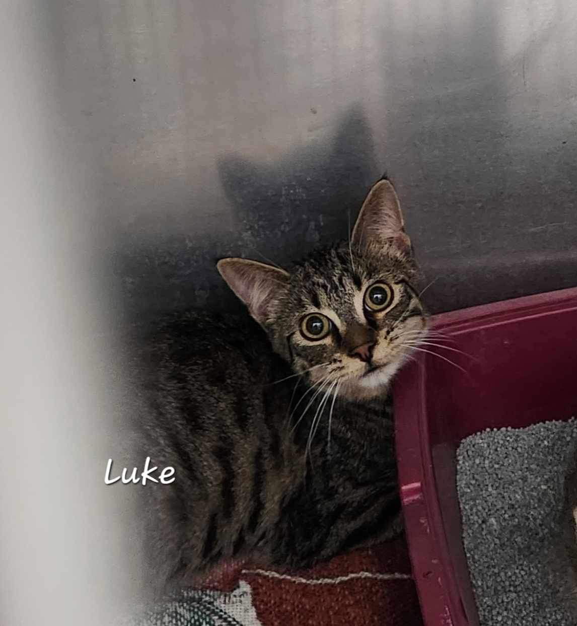 adoptable Cat in Detroit Lakes, MN named Lucia