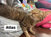 Atlas