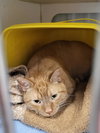 Bartholomew (Bonded w/Checkers)