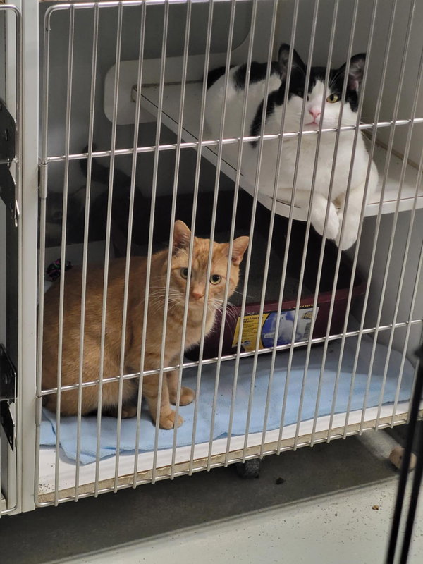 Bartholomew (Bonded w/Checkers)