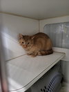 Bartholomew (Bonded w/Checkers)