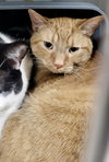 Bartholomew (Bonded w/Checkers)