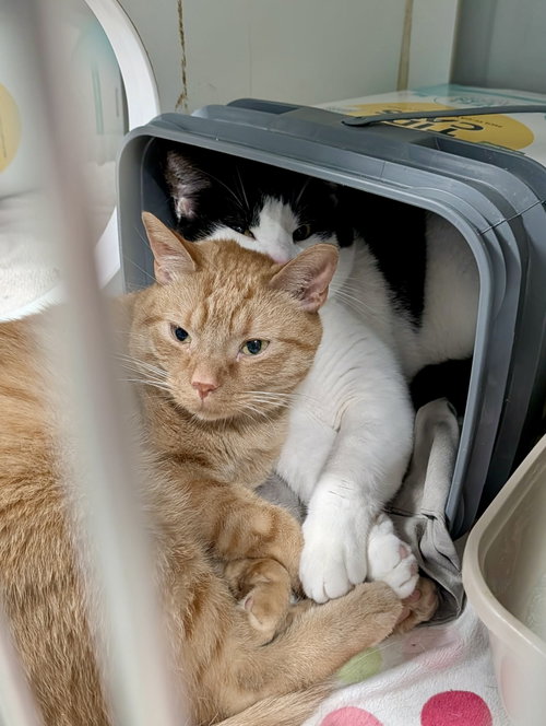 Photo 2 of Bartholomew (Bonded w/Checkers)