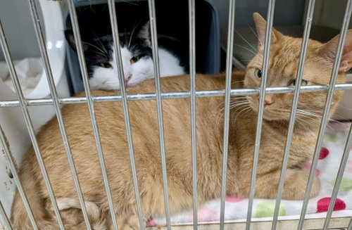 Photo 3 of Bartholomew (Bonded w/Checkers)