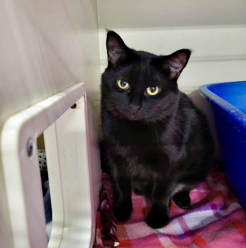 picture of the cat needing adoption