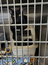 Melba & Nellie (Bonded pair)