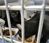 Melba & Nellie (Bonded pair)