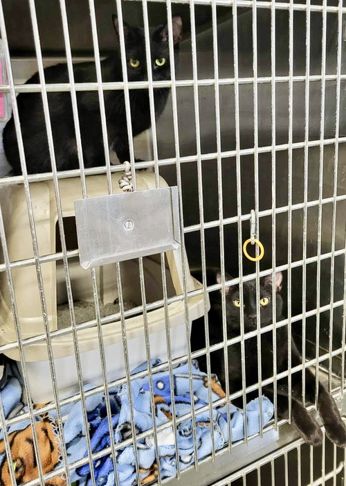 picture of the cat needing adoption