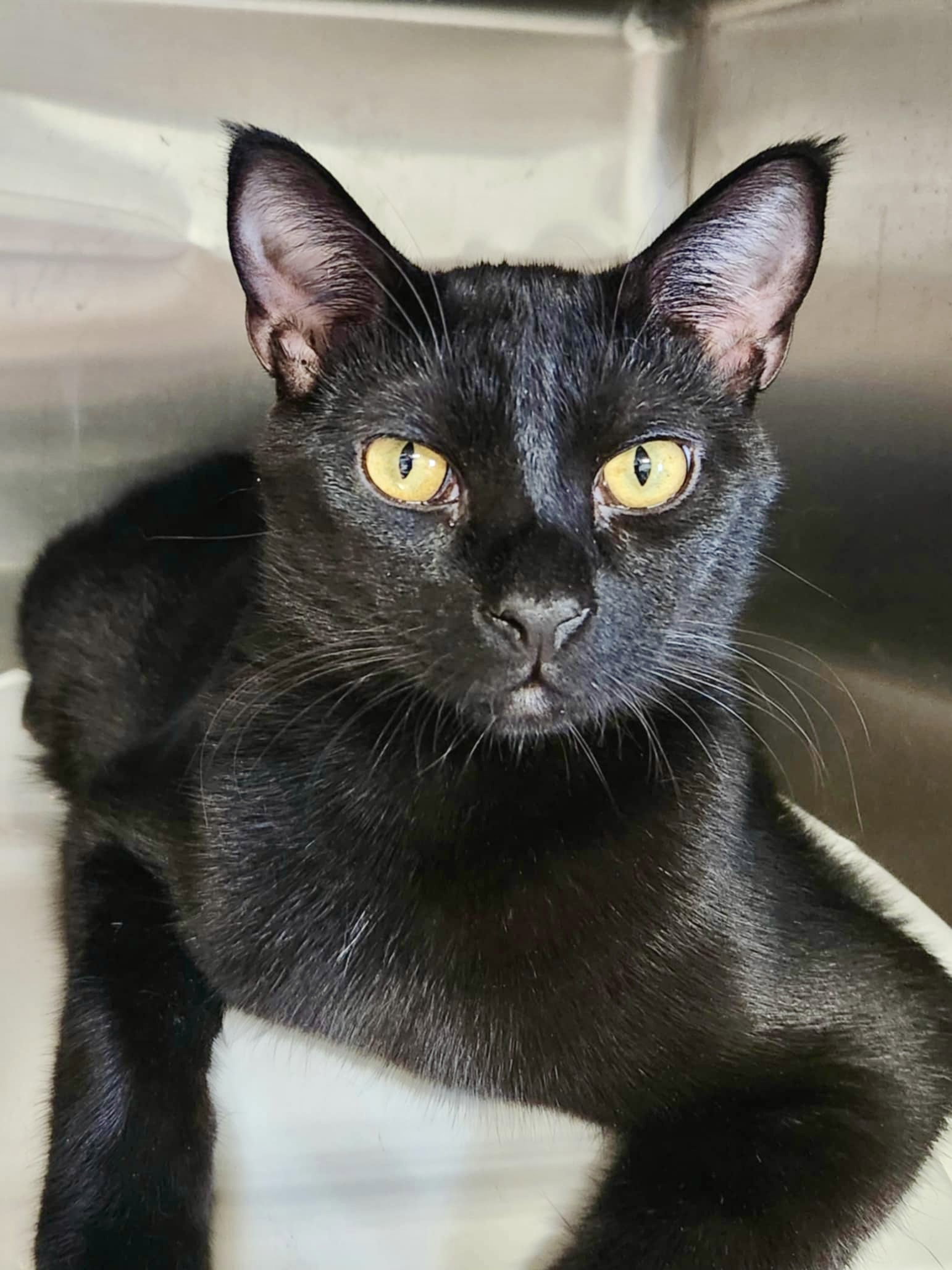 Melba (Bonded w/Nellie) Image