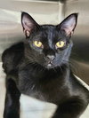 Melba (Bonded w/Nellie)