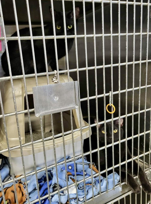 MELBA (BONDED W/NELLIE) - Domestic Short Hair available for adoption