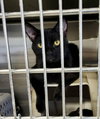 Melba (Bonded w/Nellie) - Photo 3