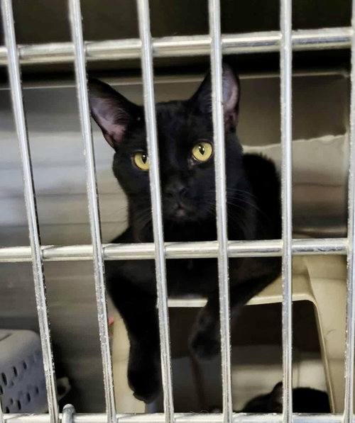 Photo 3 of Melba (Bonded w/Nellie)