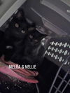 MELBA & Nellie (Bonded Pair)