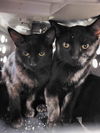 MELBA & Nellie (Bonded Pair)