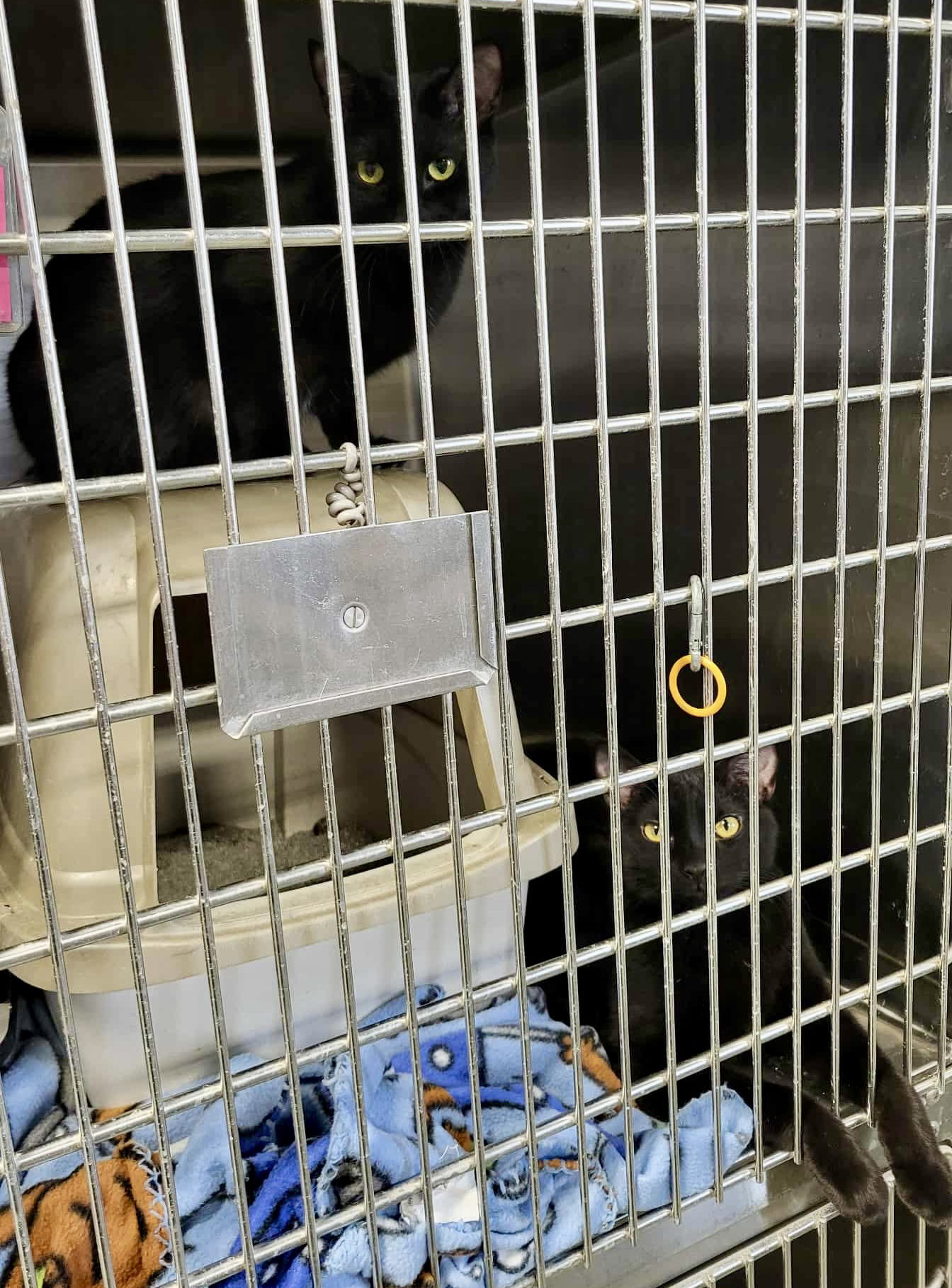 Nellie (Bonded w/Melba)