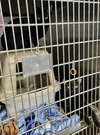Nellie (Bonded w/Melba)