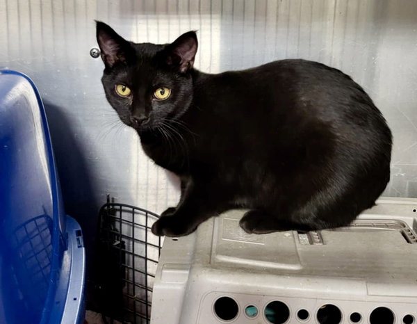 Nellie (Bonded w/Melba)