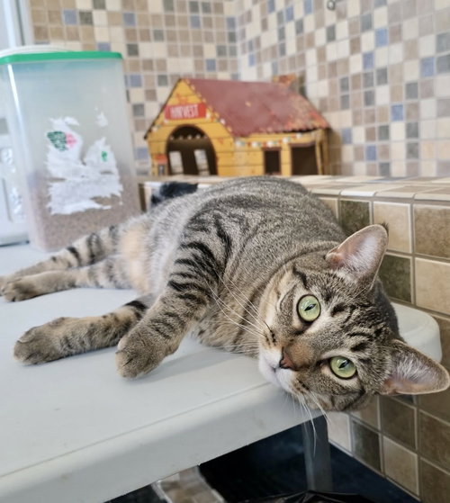 Moira, an adoptable Domestic Short Hair in Detroit Lakes, MN