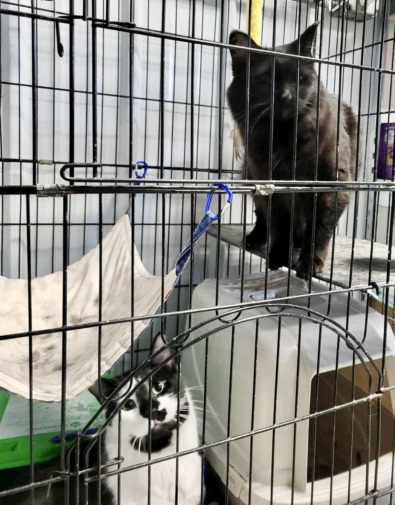 Darcy & Ken (Bonded pair)