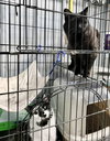 Darcy & Ken (Bonded pair)
