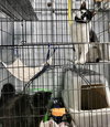Darcy & Ken (Bonded pair)