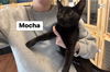 Mocha