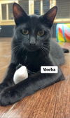 Mocha