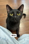 Misto