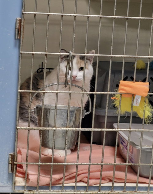 picture of the cat needing adoption