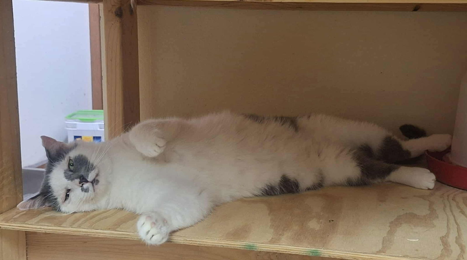 adoptable Cat in Detroit Lakes, MN named Dulce