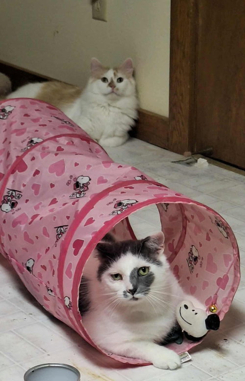 picture of the cat needing adoption