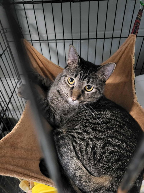 picture of the cat needing adoption
