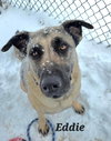 Eddie - Photo 1