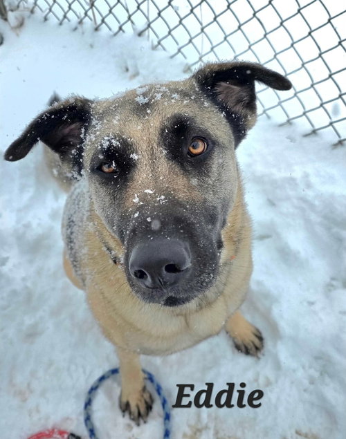 EDDIE - Shepherd available for adoption