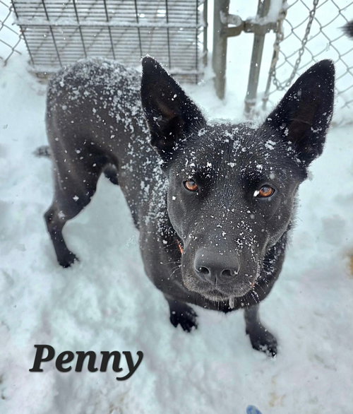 PENNY - Labrador Retriever available for adoption