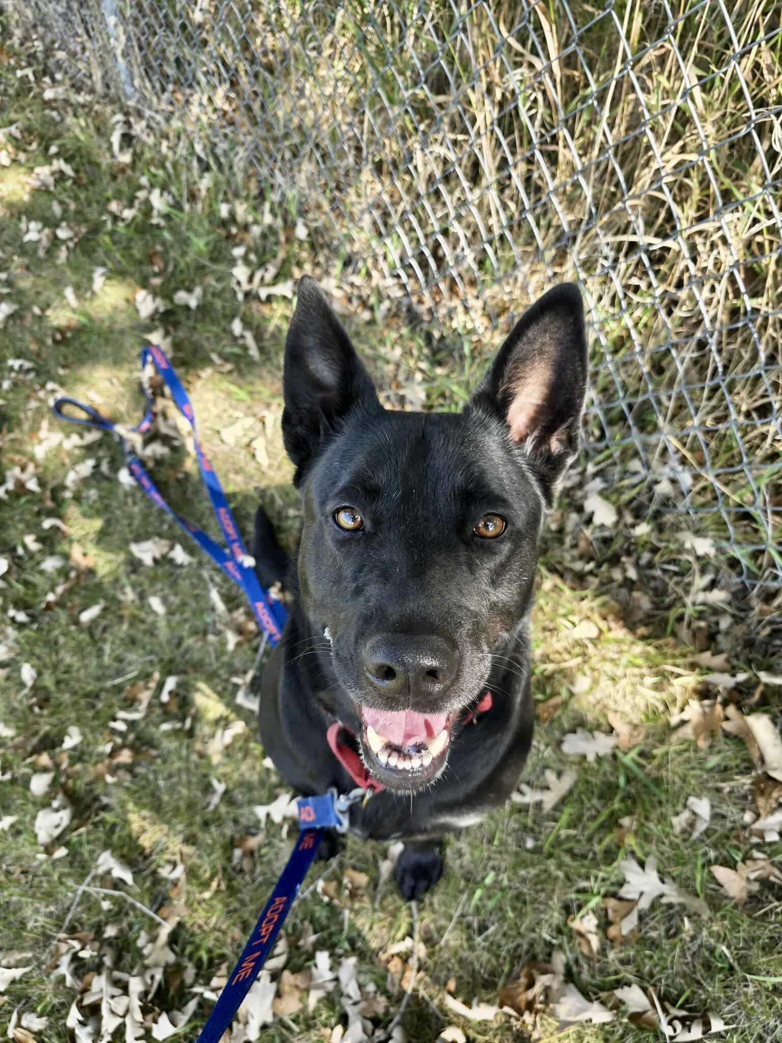 Penny