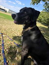 Remi