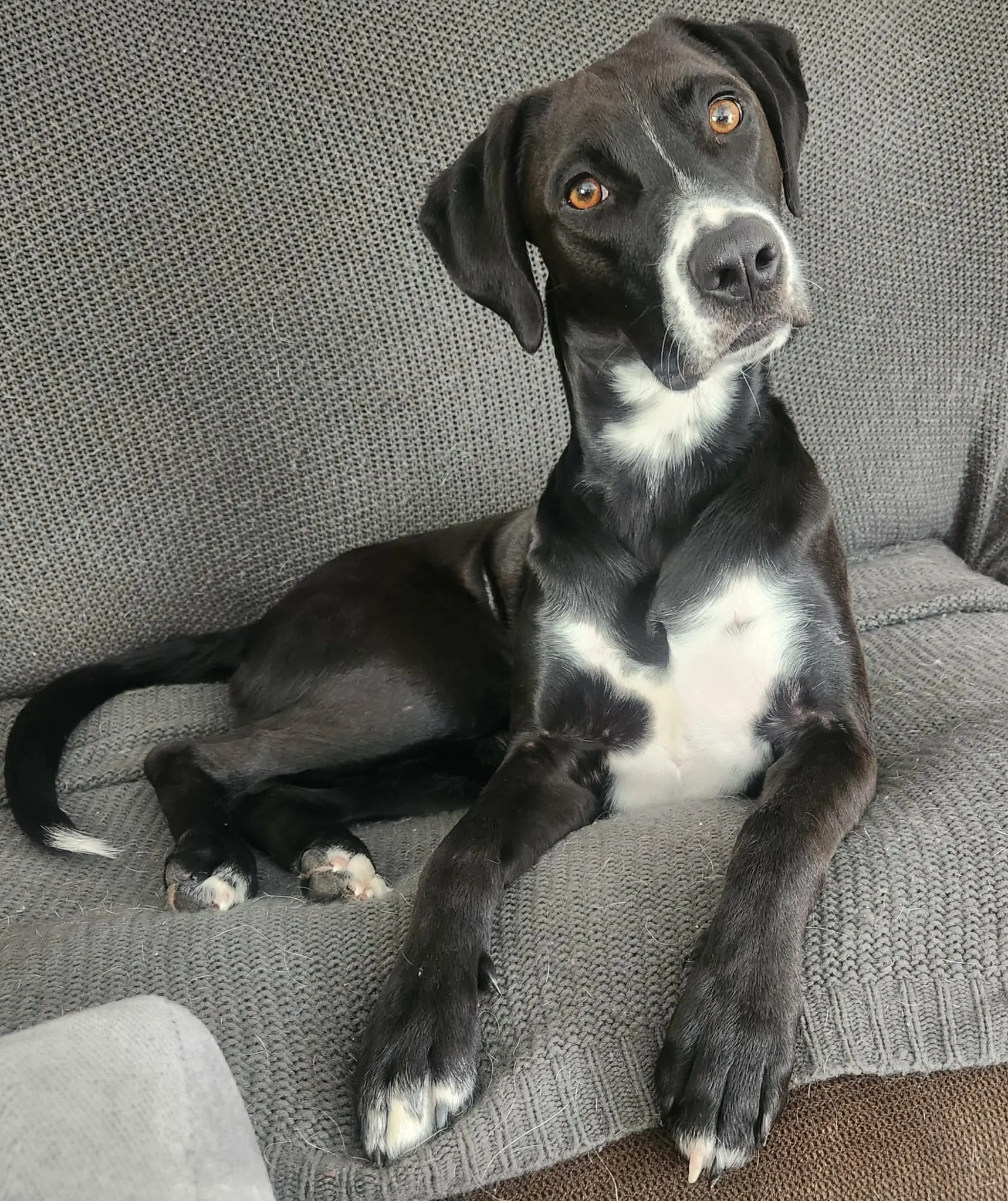 Remi - Labrador Retriever
