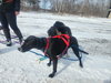 Remi - Photo 4