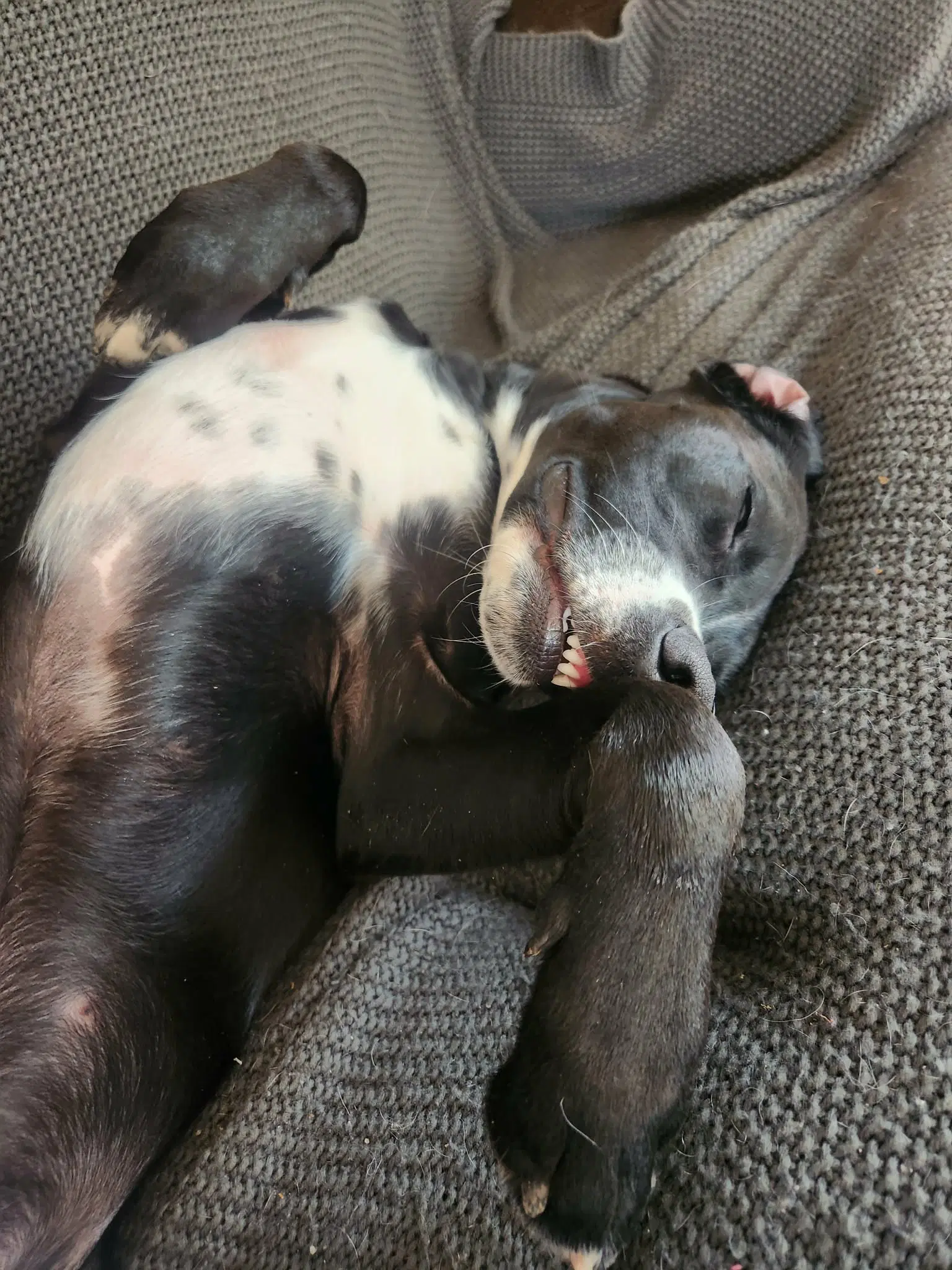 Remi image 3