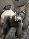 Remi - Photo 3