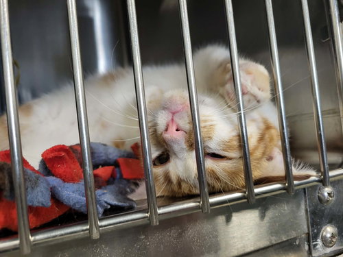 Hutton, an adoptable Domestic Short Hair in Detroit Lakes, MN