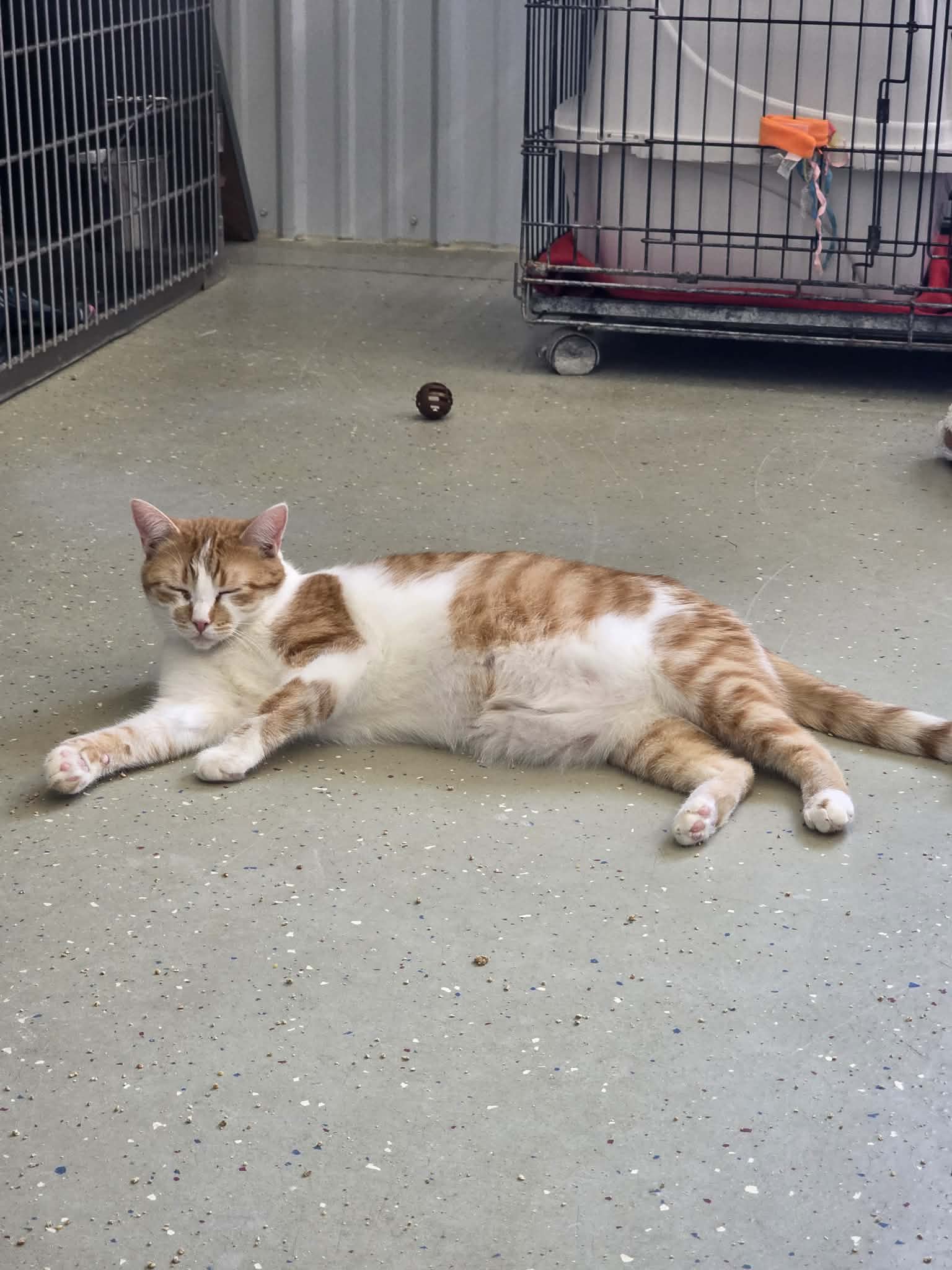 Hutton - Domestic Short Hair