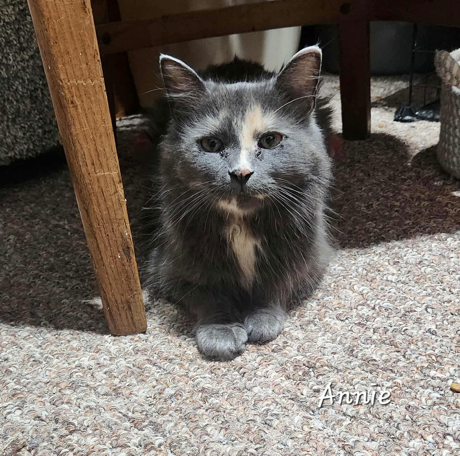 adoptable Cat in Detroit Lakes, MN named Annie