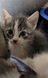 Bristol Kitten-Dakota