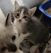 Bristol Kitten-Dakota